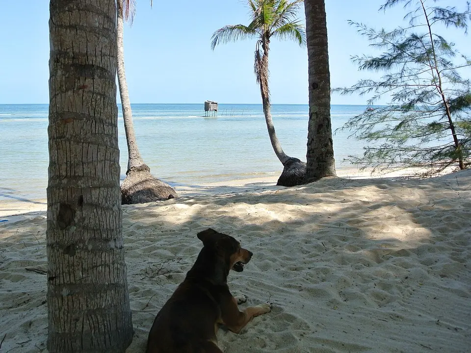 Làng chài Hàm Ninh, ảnh 3